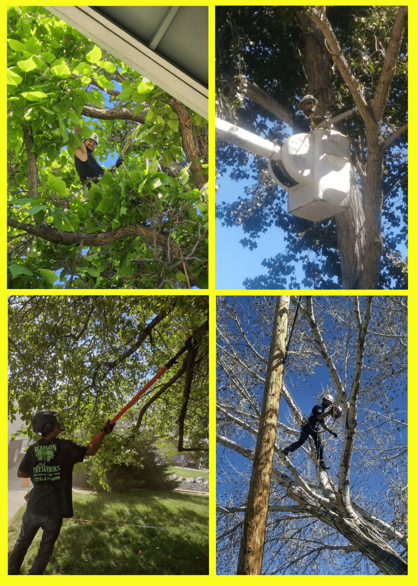 Wilson Tree Works Tree Removal Service Wilson Tree Works Tree Removal Service