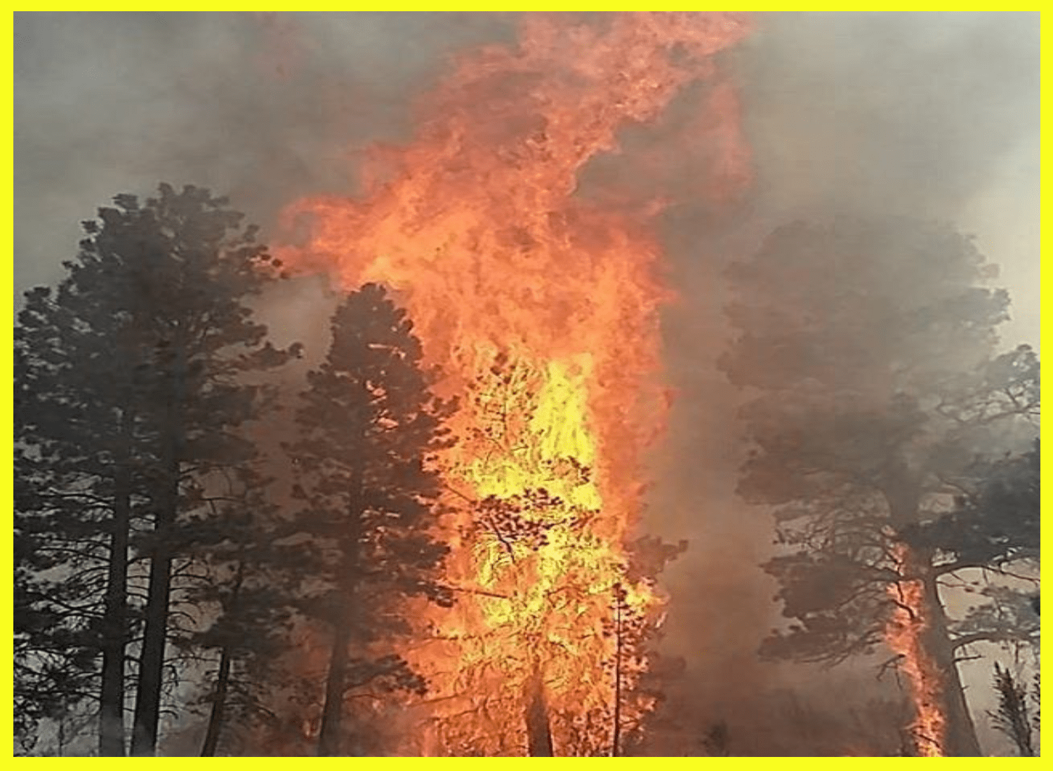 Fire Fuel Reduction & Defensible Space Fire Fuel Reduction & Defensible Space