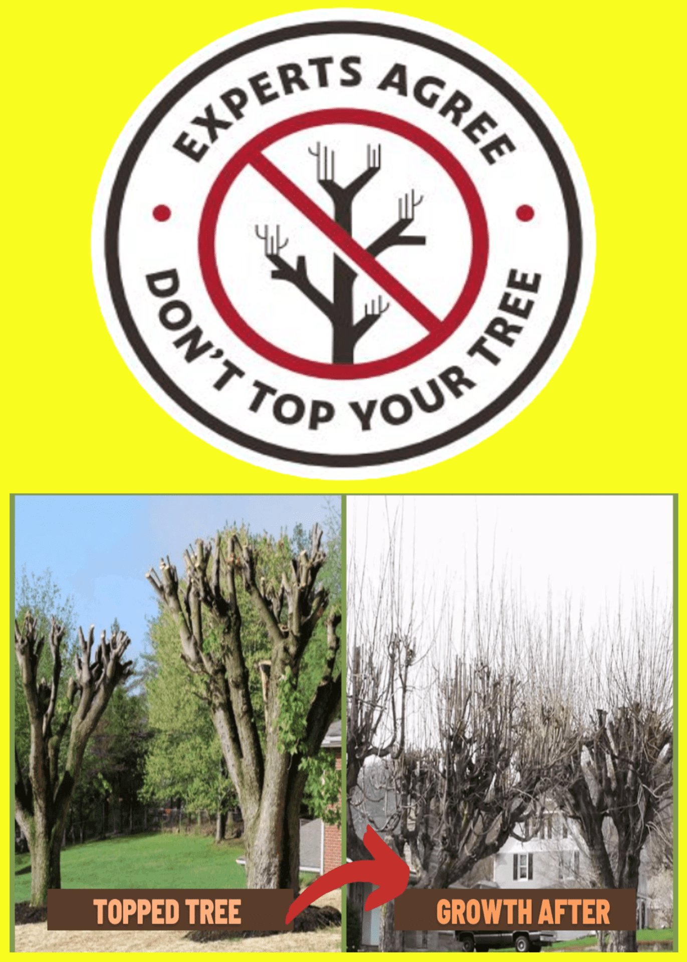 Tree Topping Experts Tree Topping Experts